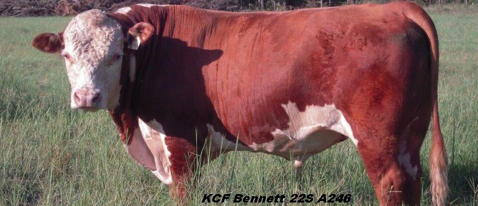 Player Polled Herefords